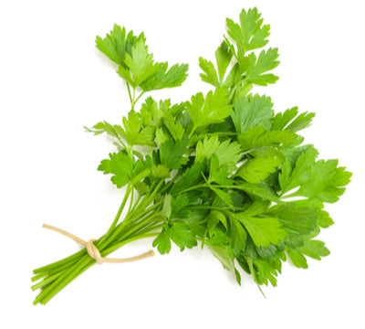 Cilantro Triple Washed