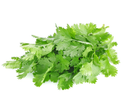 Cilantro