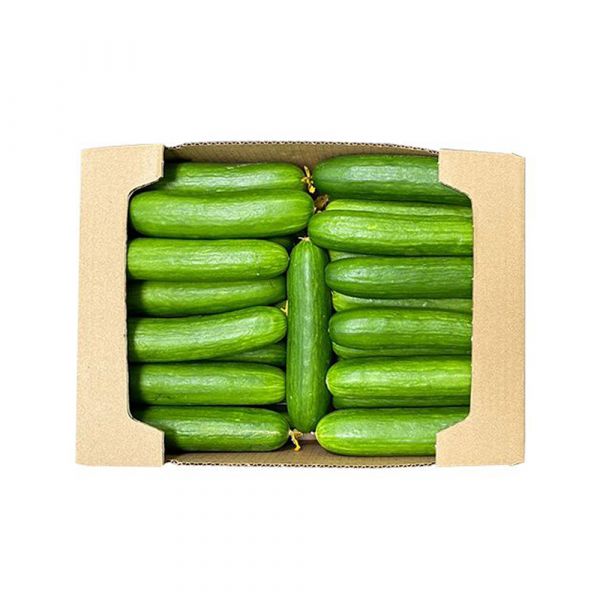 Cucumber 50#