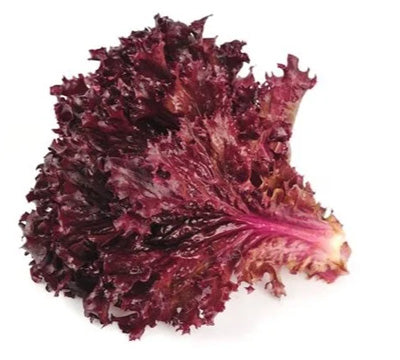 Lettuce Red Leaf