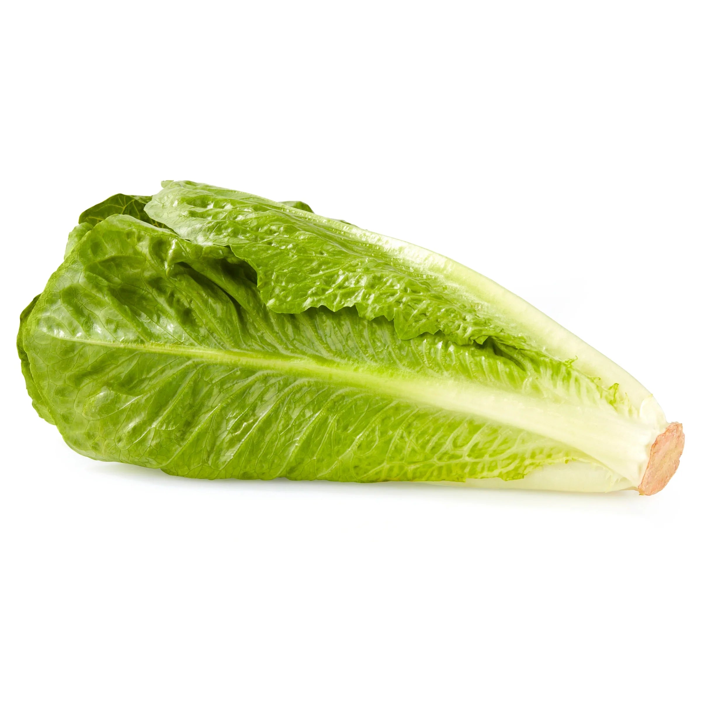 Lettuce Romaine