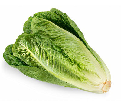 Lettuce Romaine USA