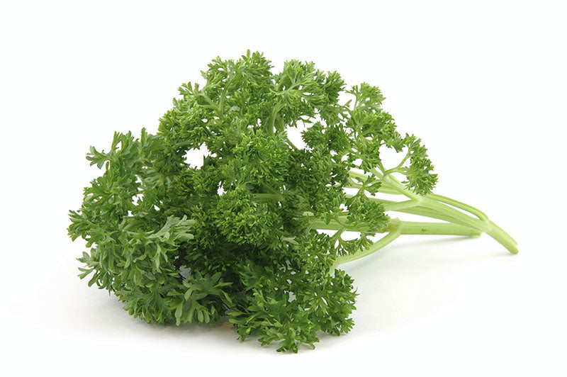 Parsley Curly