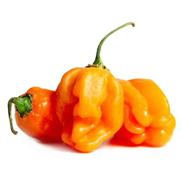 Orange Habanero