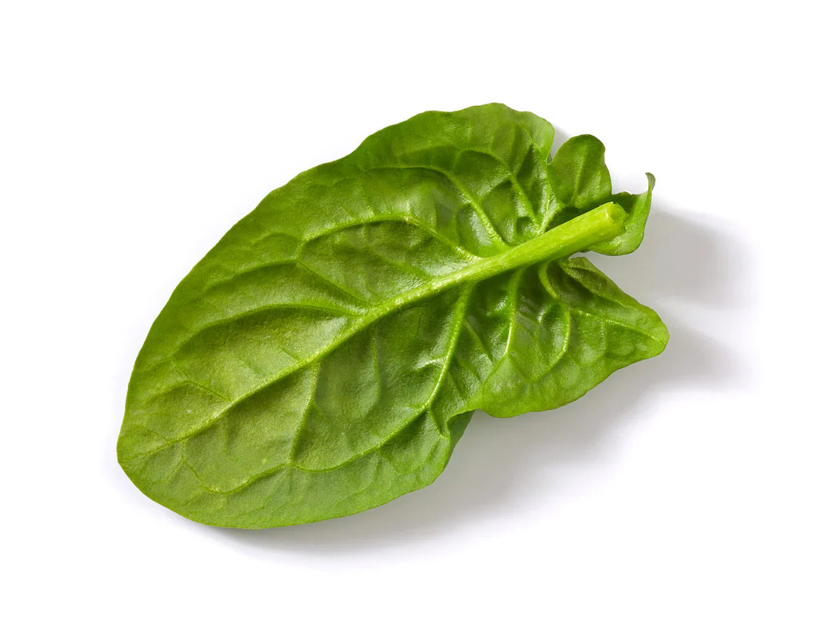 Spinach Prewash