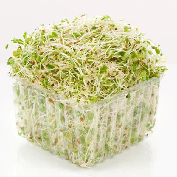 Sprouts Alfalfa 12/4 OZ