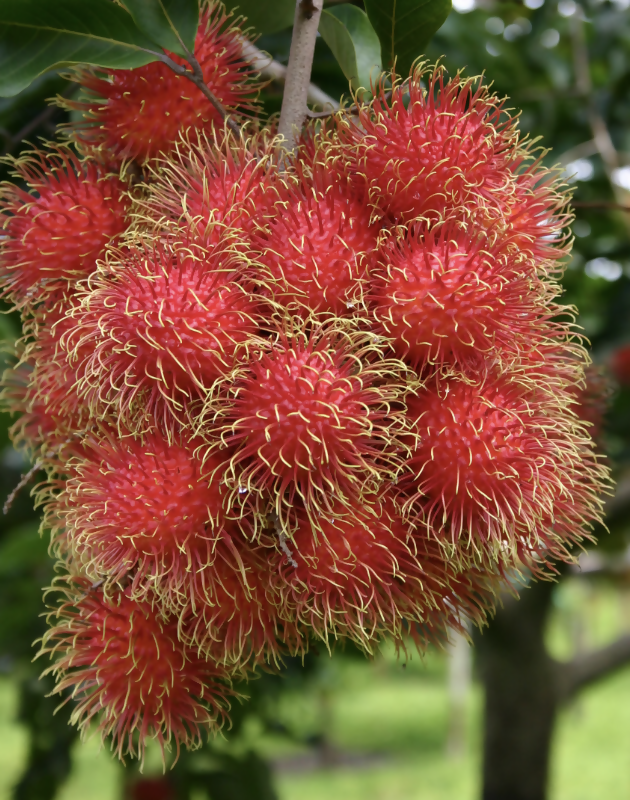 RAMBUTAN