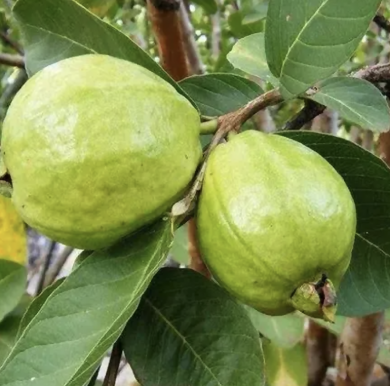 Fresh Guava