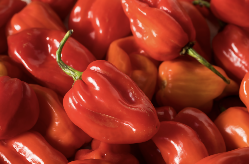 RED HABANERO