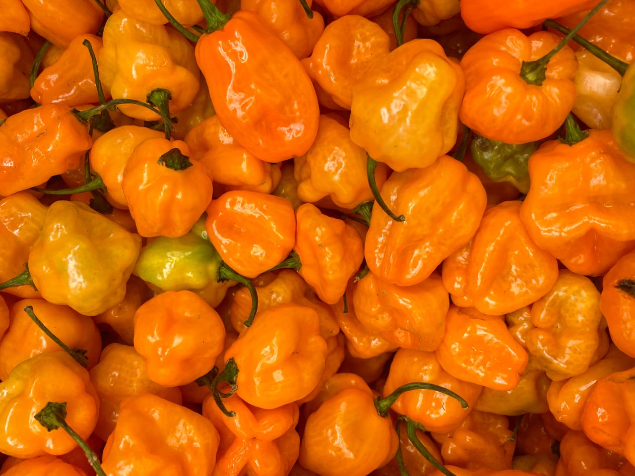 Orange Habanero